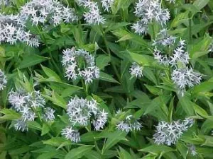 Blue Star (Amsonia)