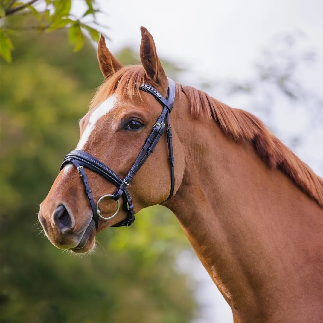 Comfort Show Bridle | Dressage