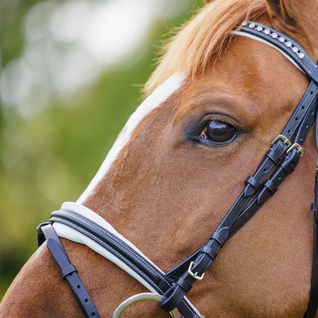 Comfort Show Bridle | Dressage