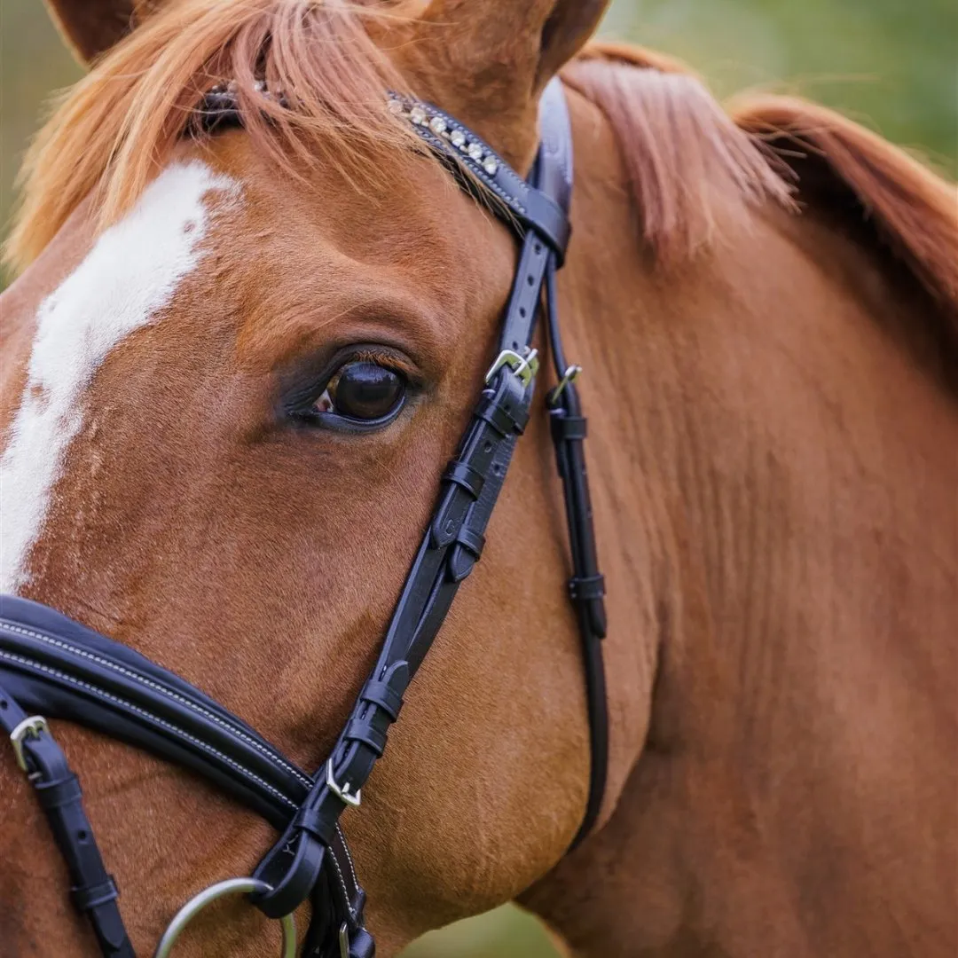Comfort Show Bridle | Dressage