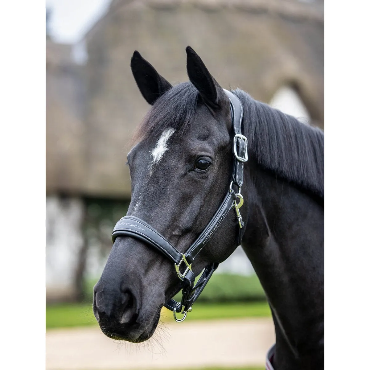 LeMieux Leather Stitch Headcollar