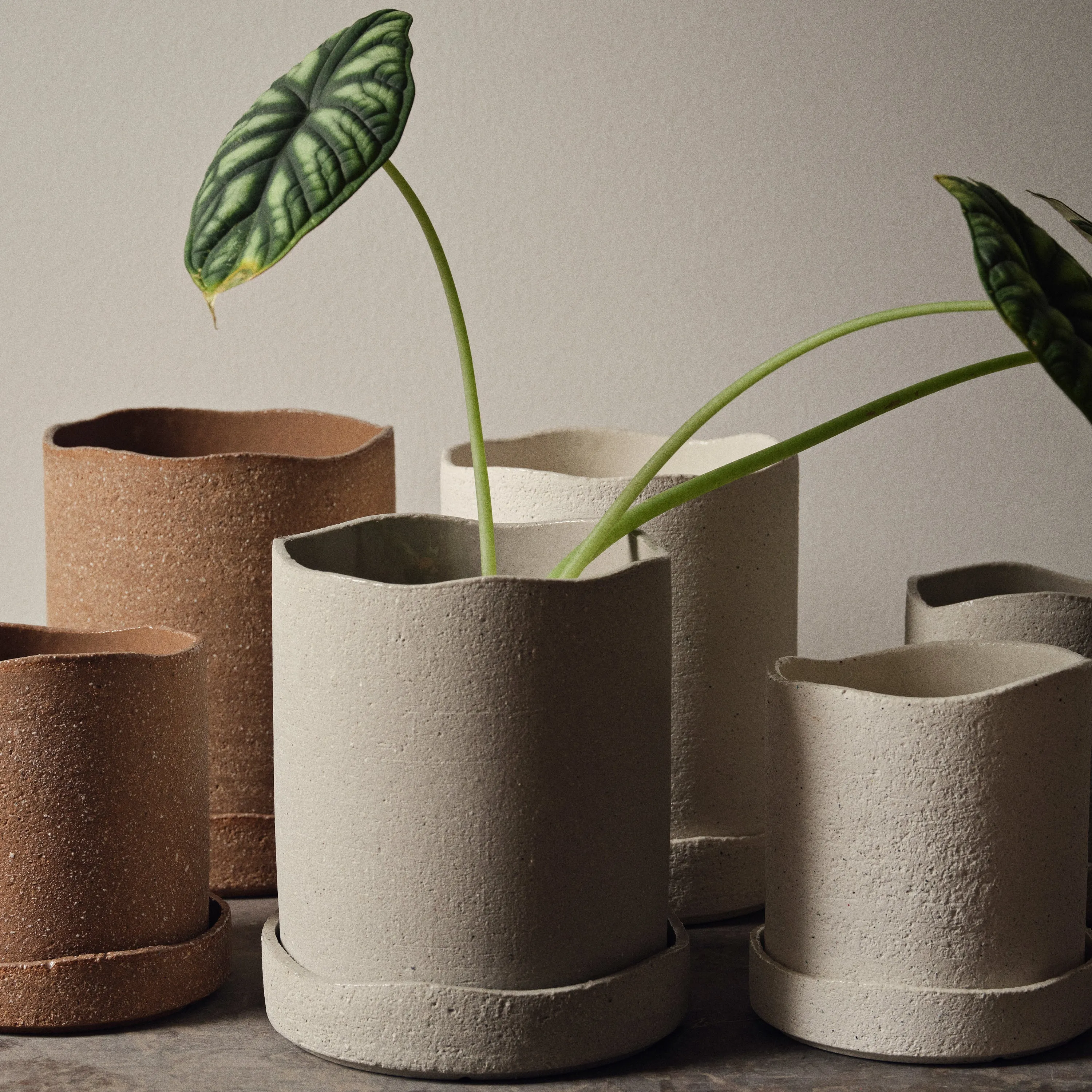 Uneru Planter